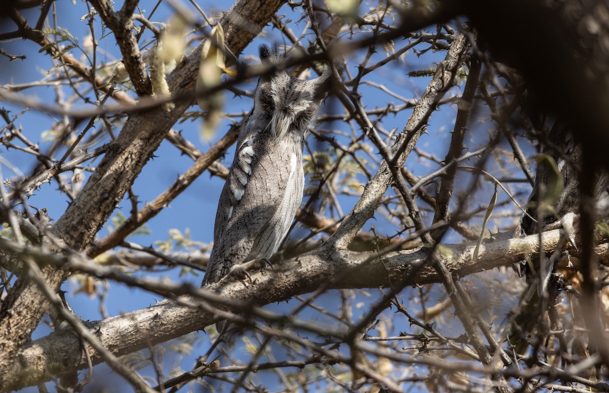 Northern White-faced Owl - ML646742987