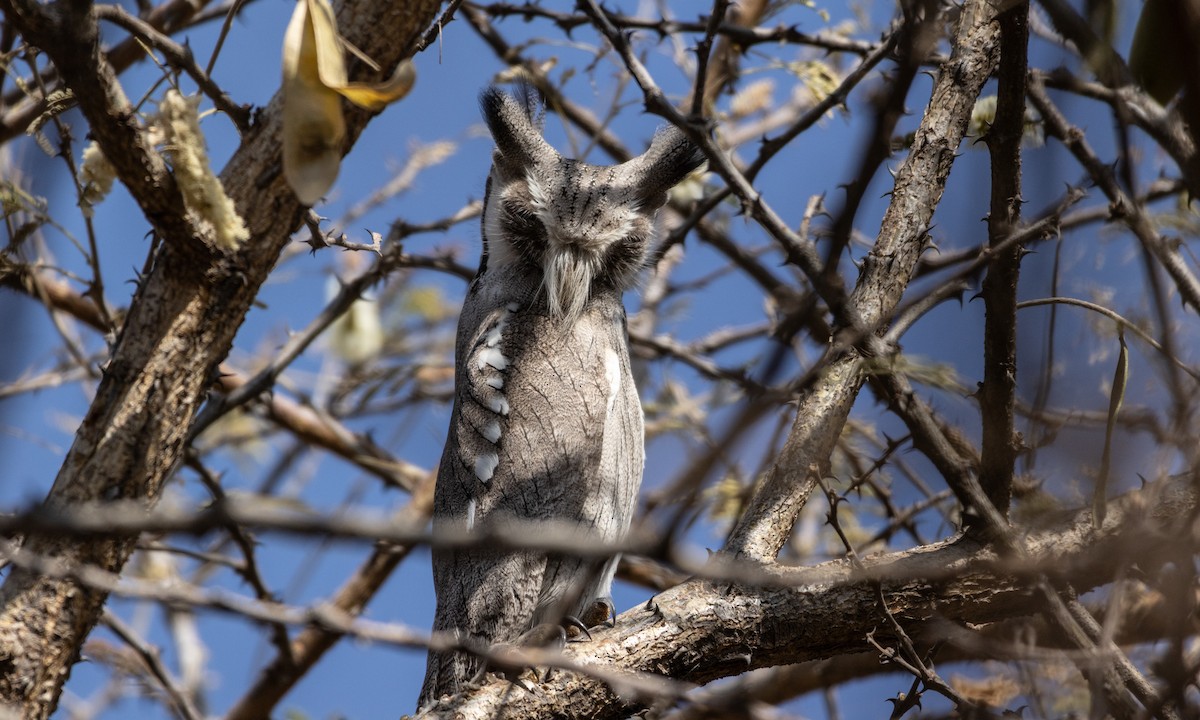 Northern White-faced Owl - ML646742988