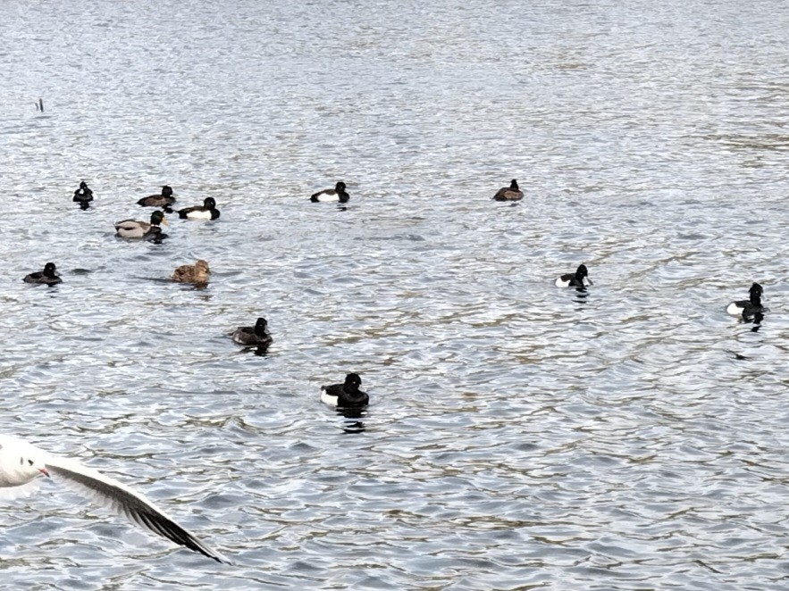 Хохлатая чернеть - ML646742989