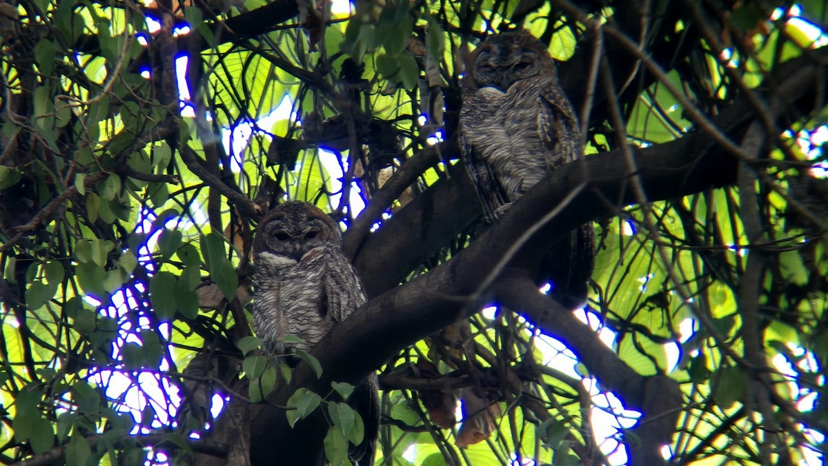 Mottled Wood-Owl - ML646742991