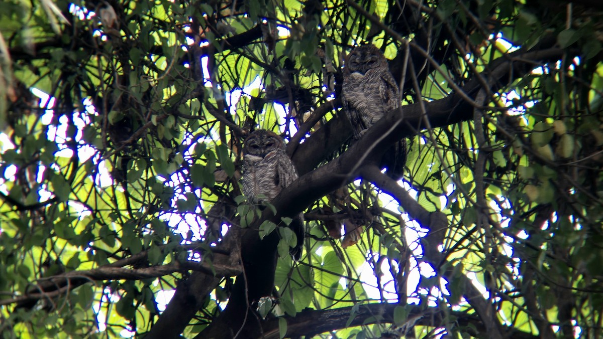 Mottled Wood-Owl - ML646742992