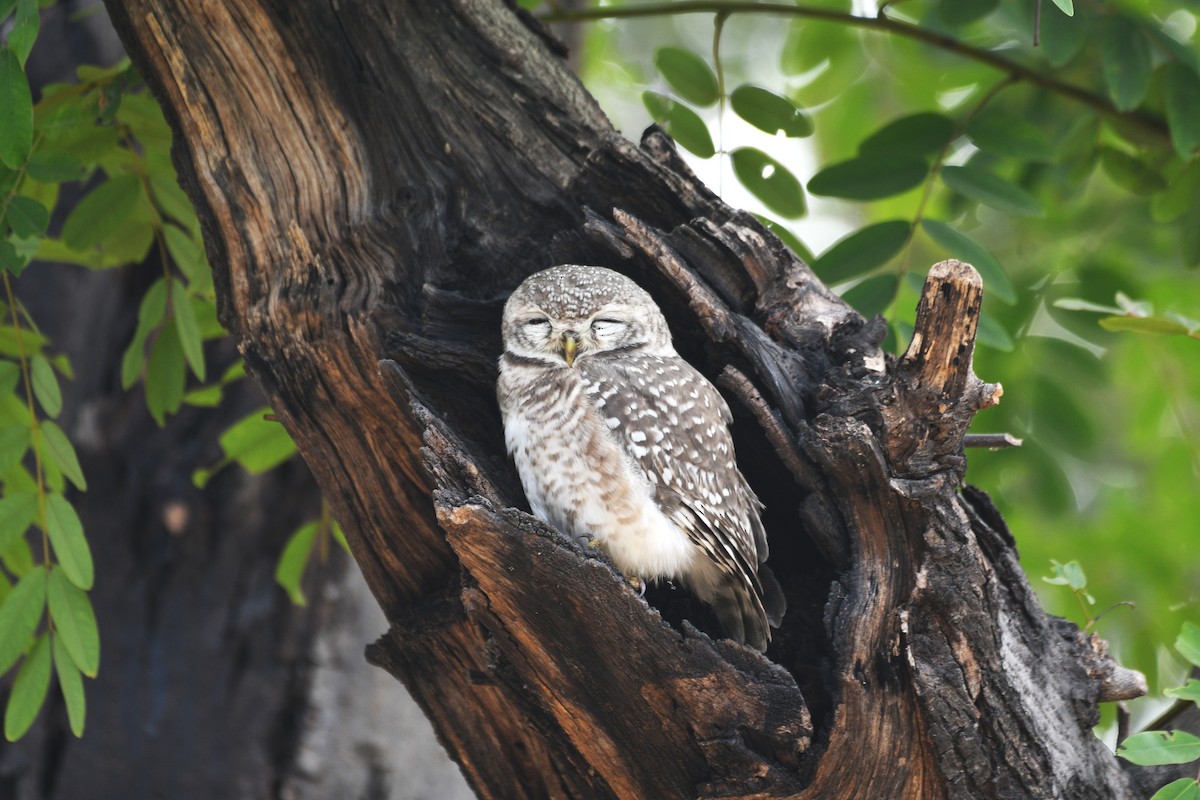 インドコキンメフクロウ - ML646742993