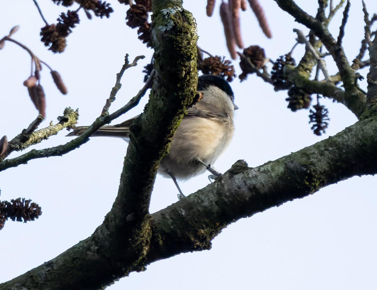 ハシブトガラ - ML646742994