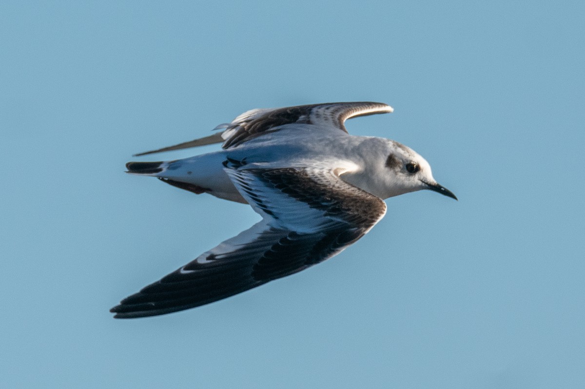 Gaviota Enana - ML646742995