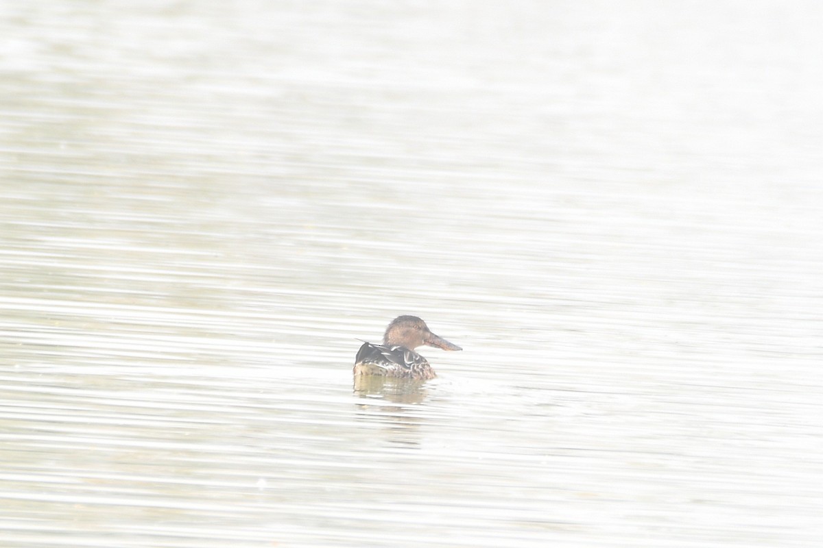 ハシビロガモ - ML646742996