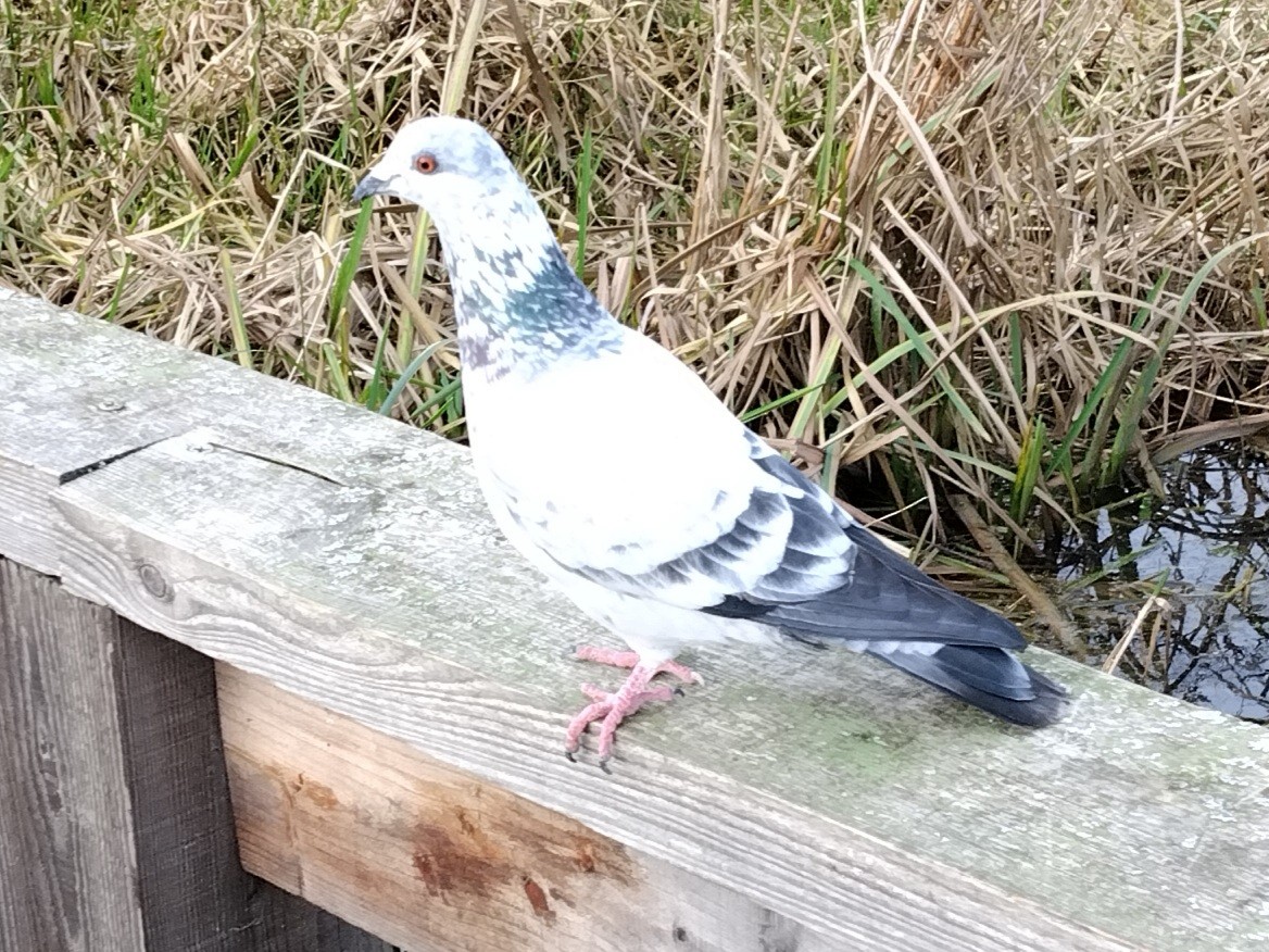 Сизый голубь (Одомашненного типа) - ML646742998