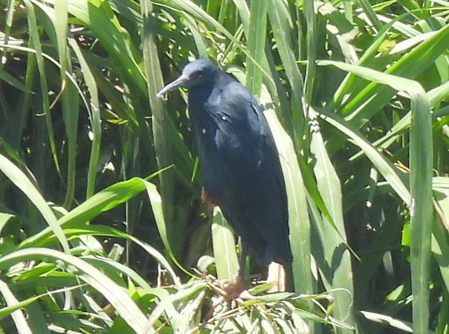 Зонтичная цапля - ML646742999