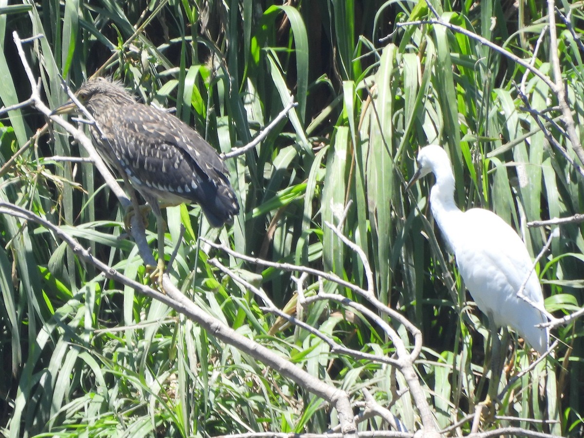 Кваква (nycticorax) - ML646743000