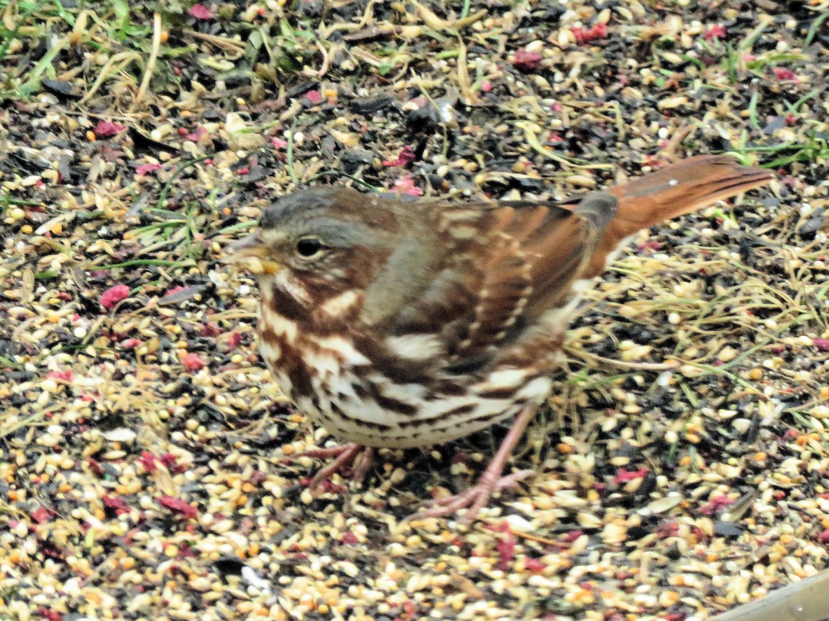 Пасовник рябогрудий - ML646743004