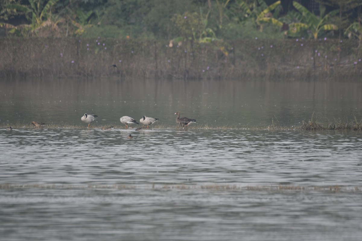 マガン - ML646743005