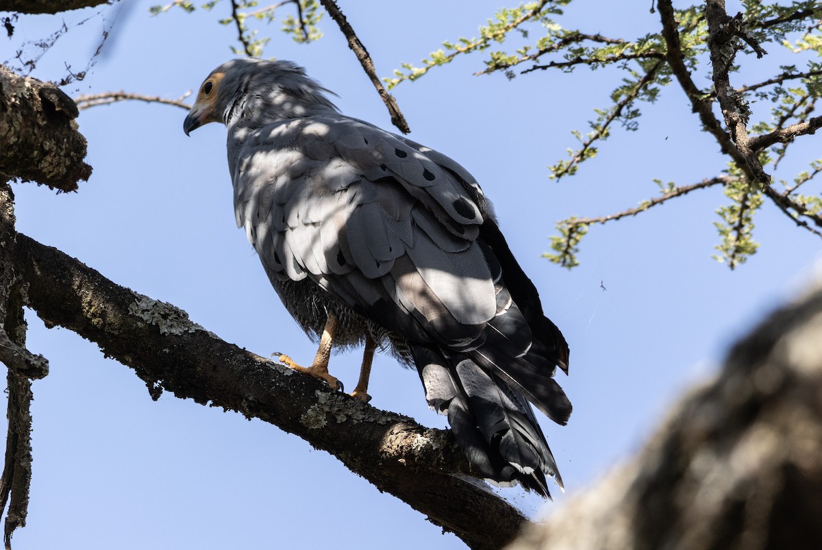 African Harrier-Hawk - ML646743006