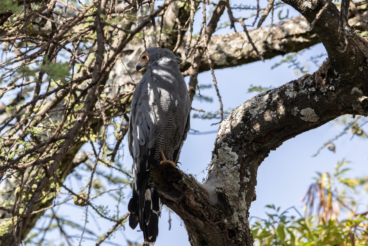 African Harrier-Hawk - ML646743007