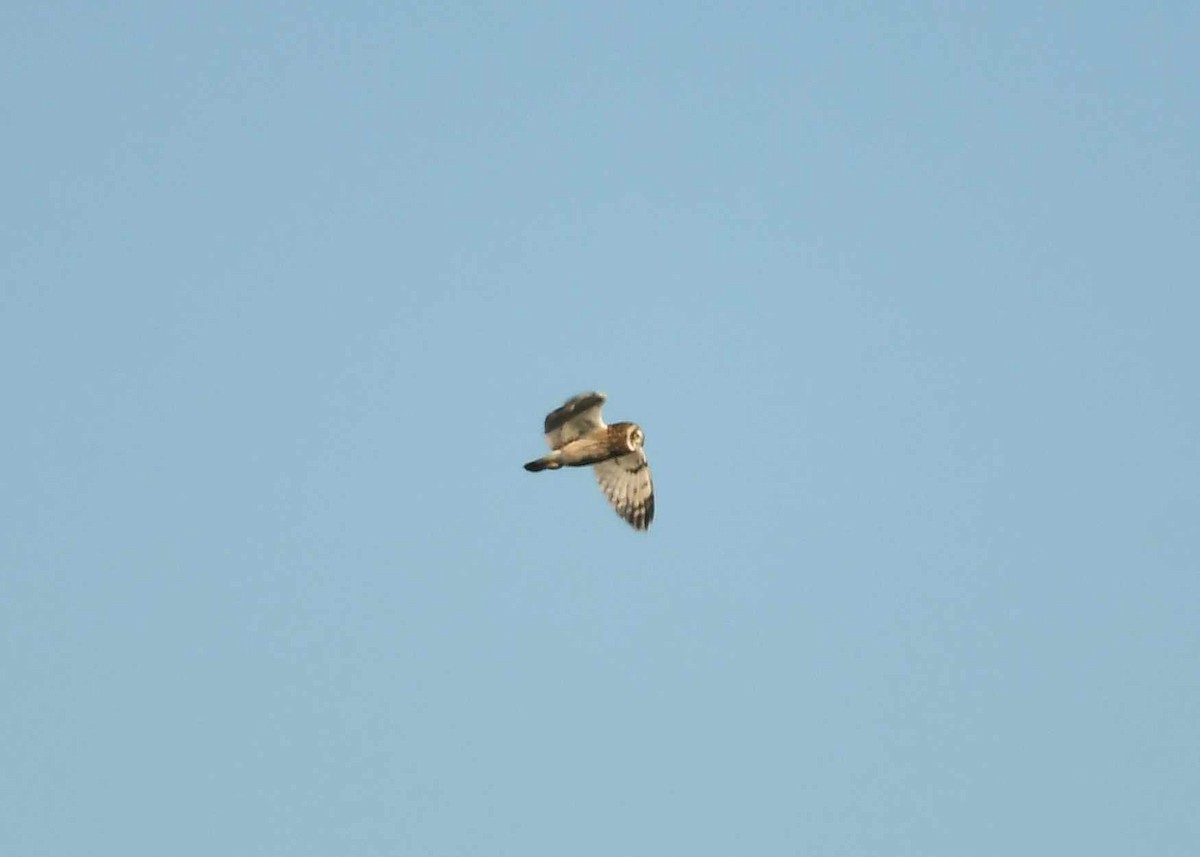 Болотная сова (sandwichensis) - ML646743008