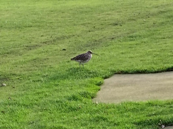 Большой кроншнеп - ML646743010