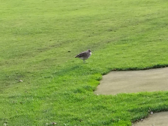 Большой кроншнеп - ML646743011