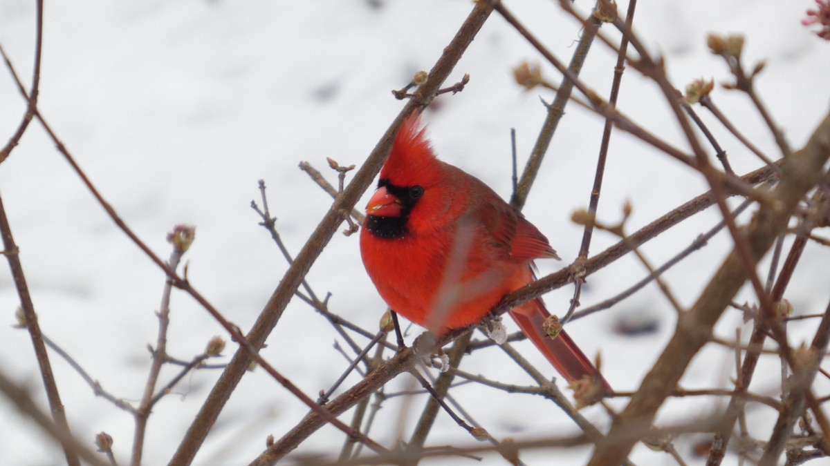 Kardinal arrunta - ML646743012