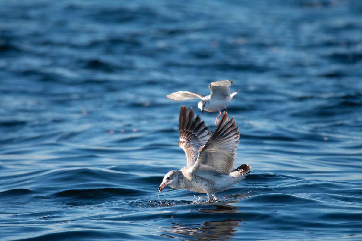 Gaviota de Delaware - ML646743014