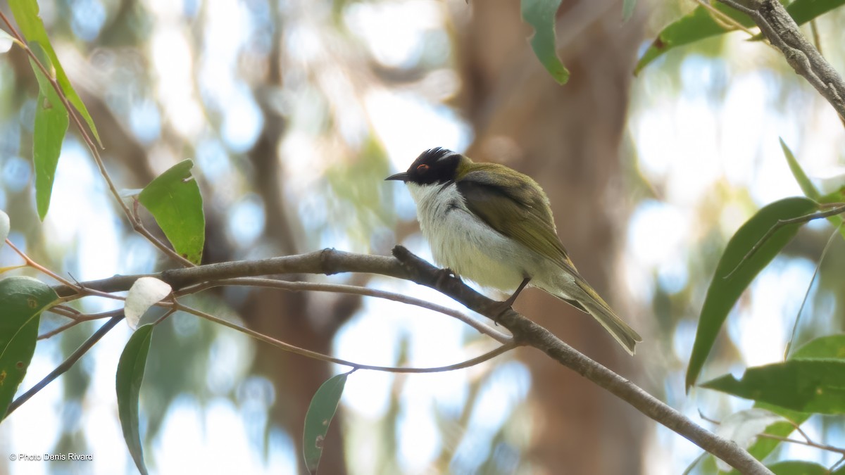 White-naped Honeyeater - ML646743017