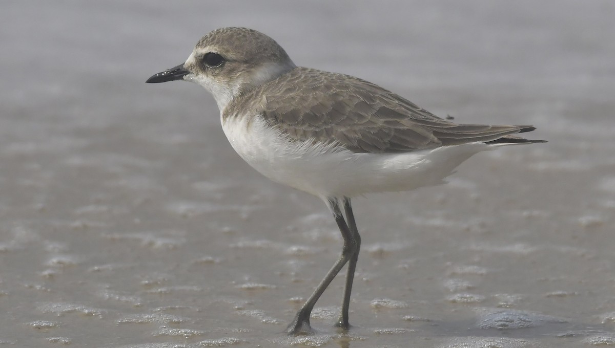 Tibetan Sand-Plover - ML646743018