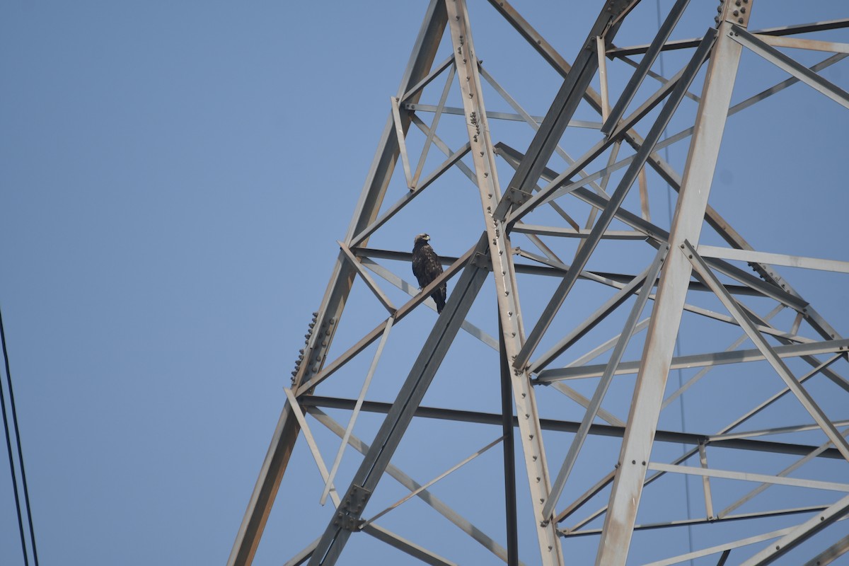 カタシロワシ - ML646743019