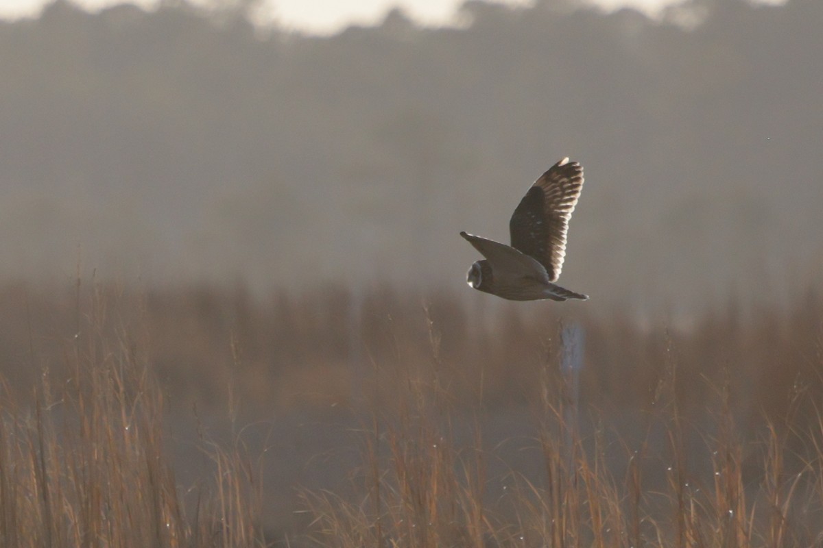 Short-eared Owl - ML646743020