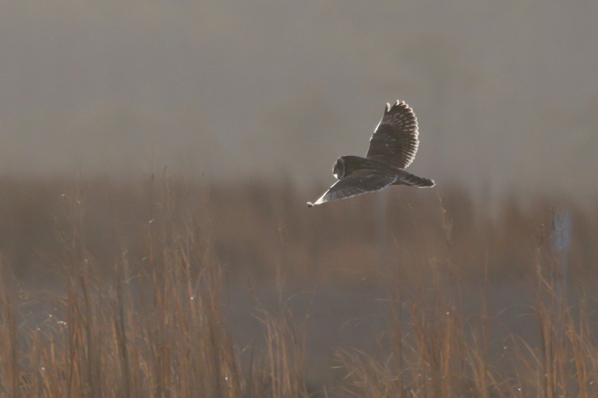 Short-eared Owl - ML646743021