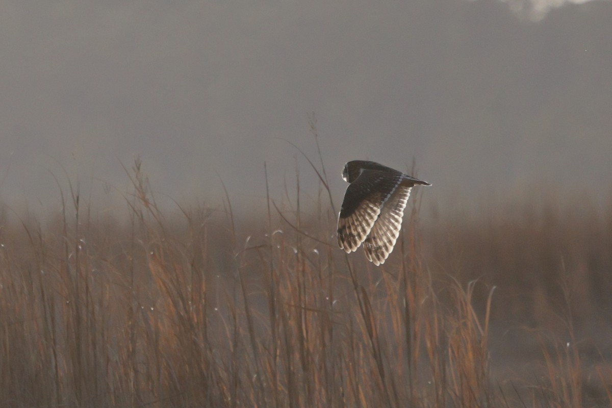 Short-eared Owl - ML646743022