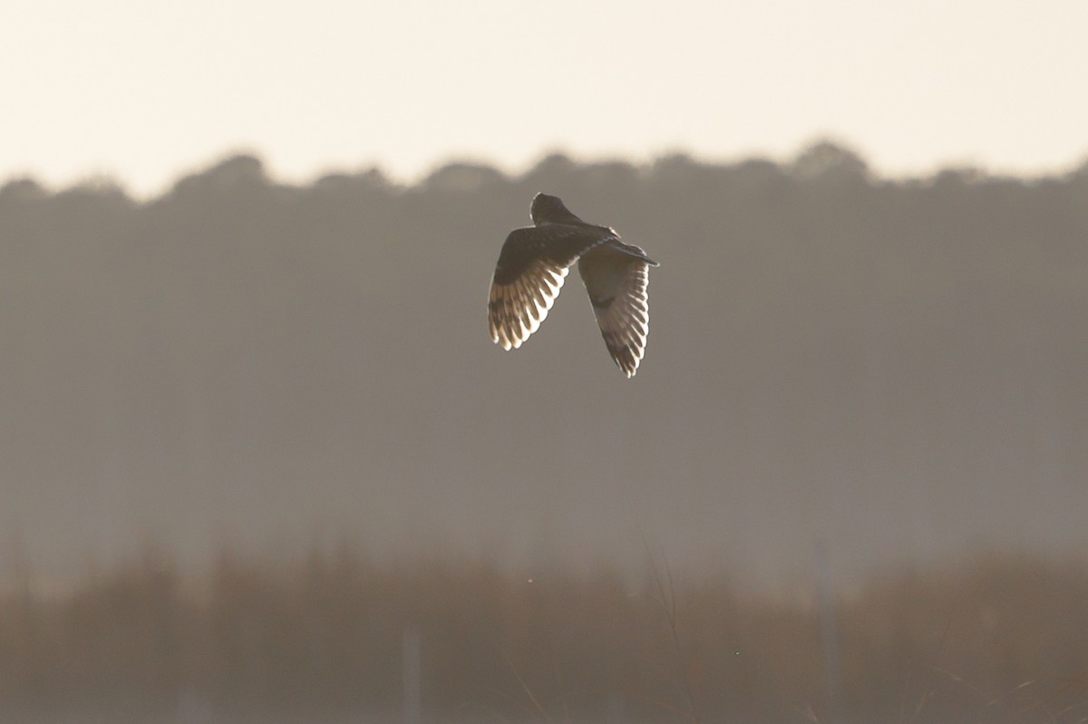 Short-eared Owl - ML646743023