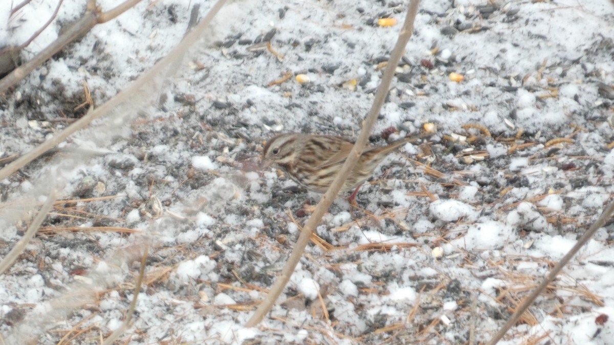 Song Sparrow - ML646743024