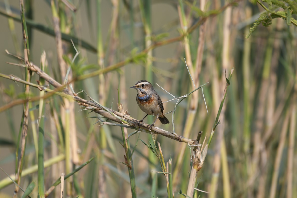 オガワコマドリ - ML646743025