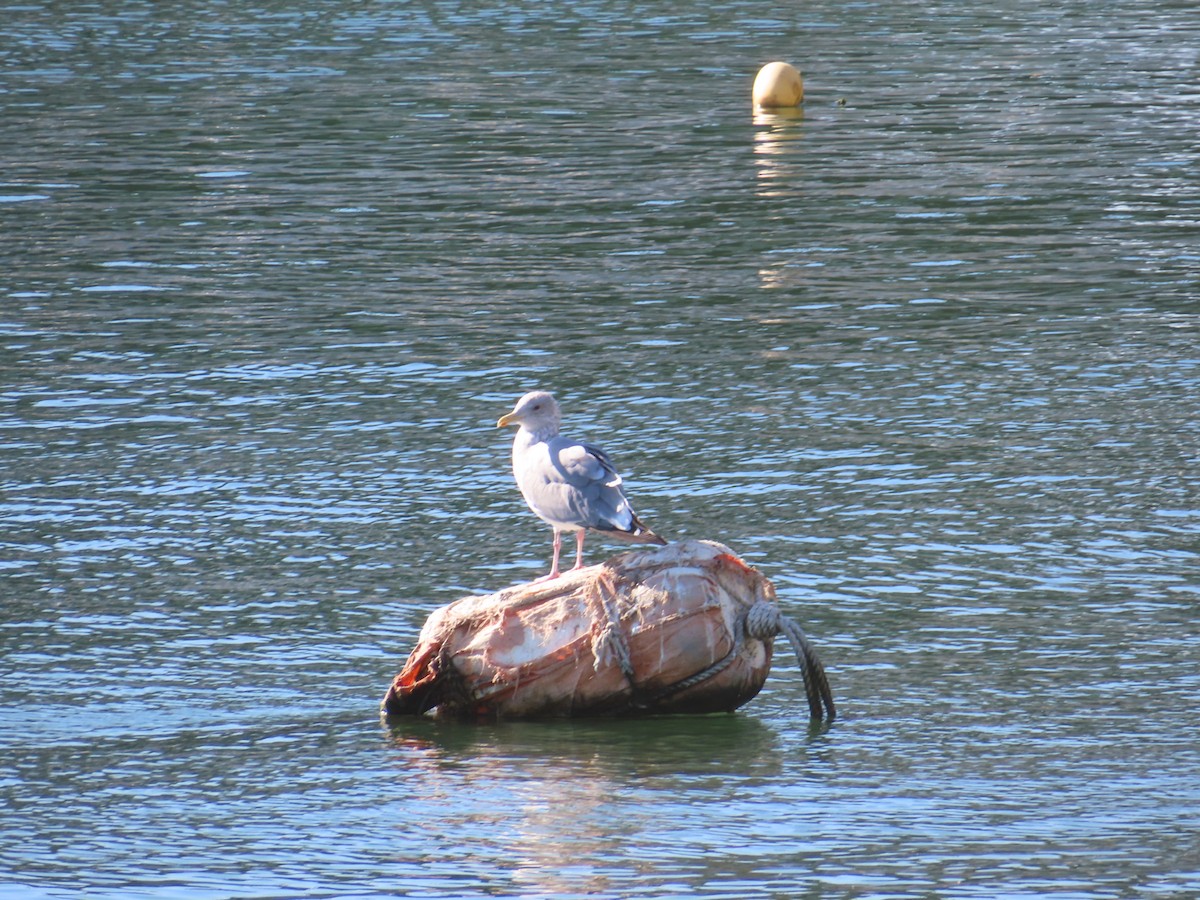 Vega Gull - ML646743033