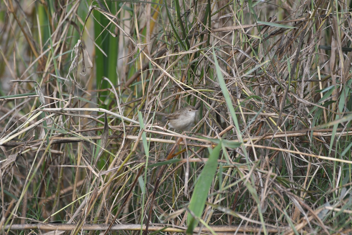 Delicate Prinia - ML646743034