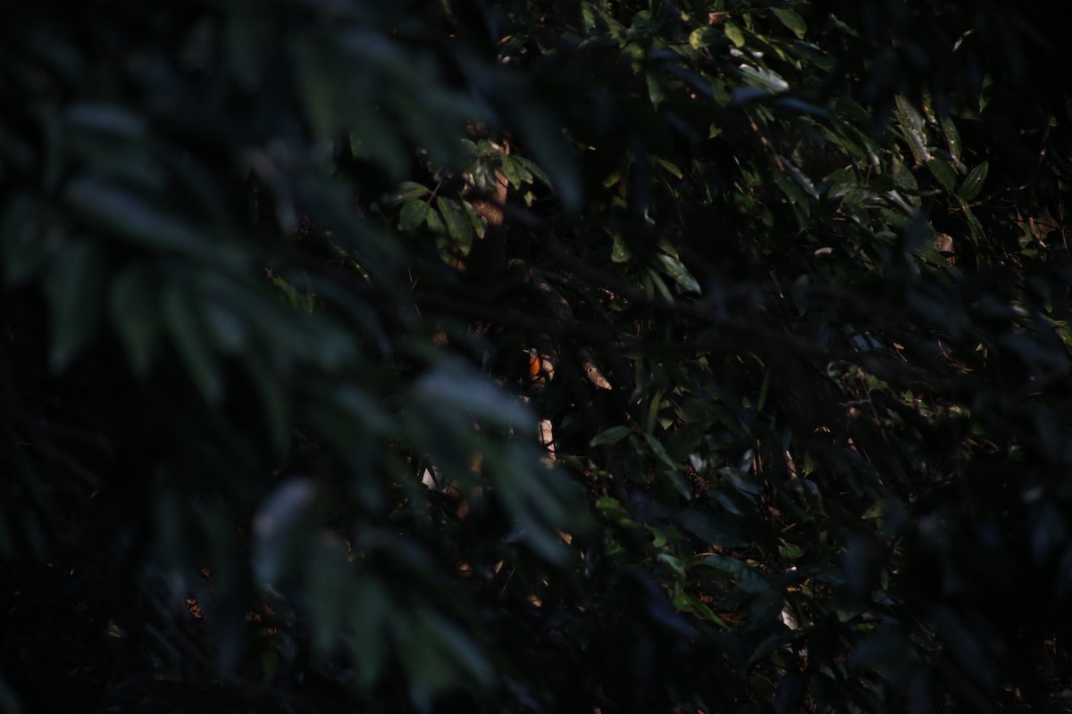 Maskeli Taşkızılı - ML646743035