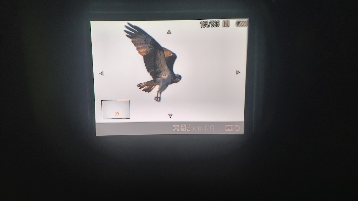 Fischadler - ML646743036