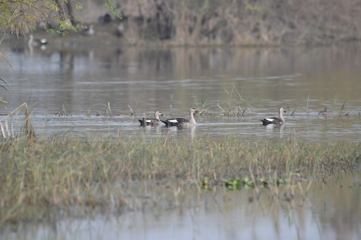 アカボシカルガモ - ML646743037