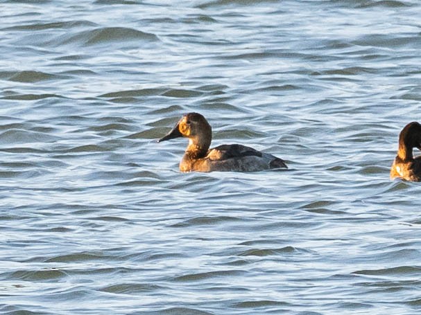 Porrón Coacoxtle - ML646743038