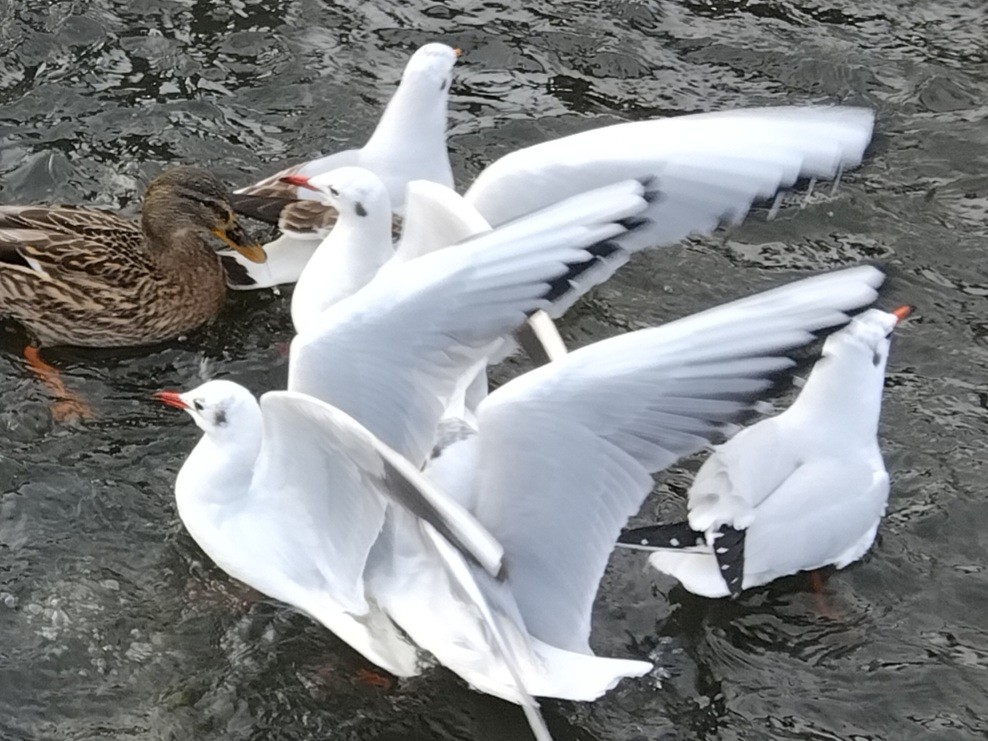 Озёрная чайка - ML646743042