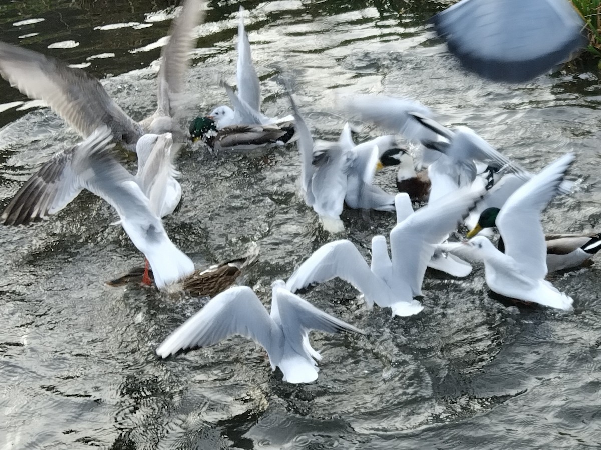 Озёрная чайка - ML646743043