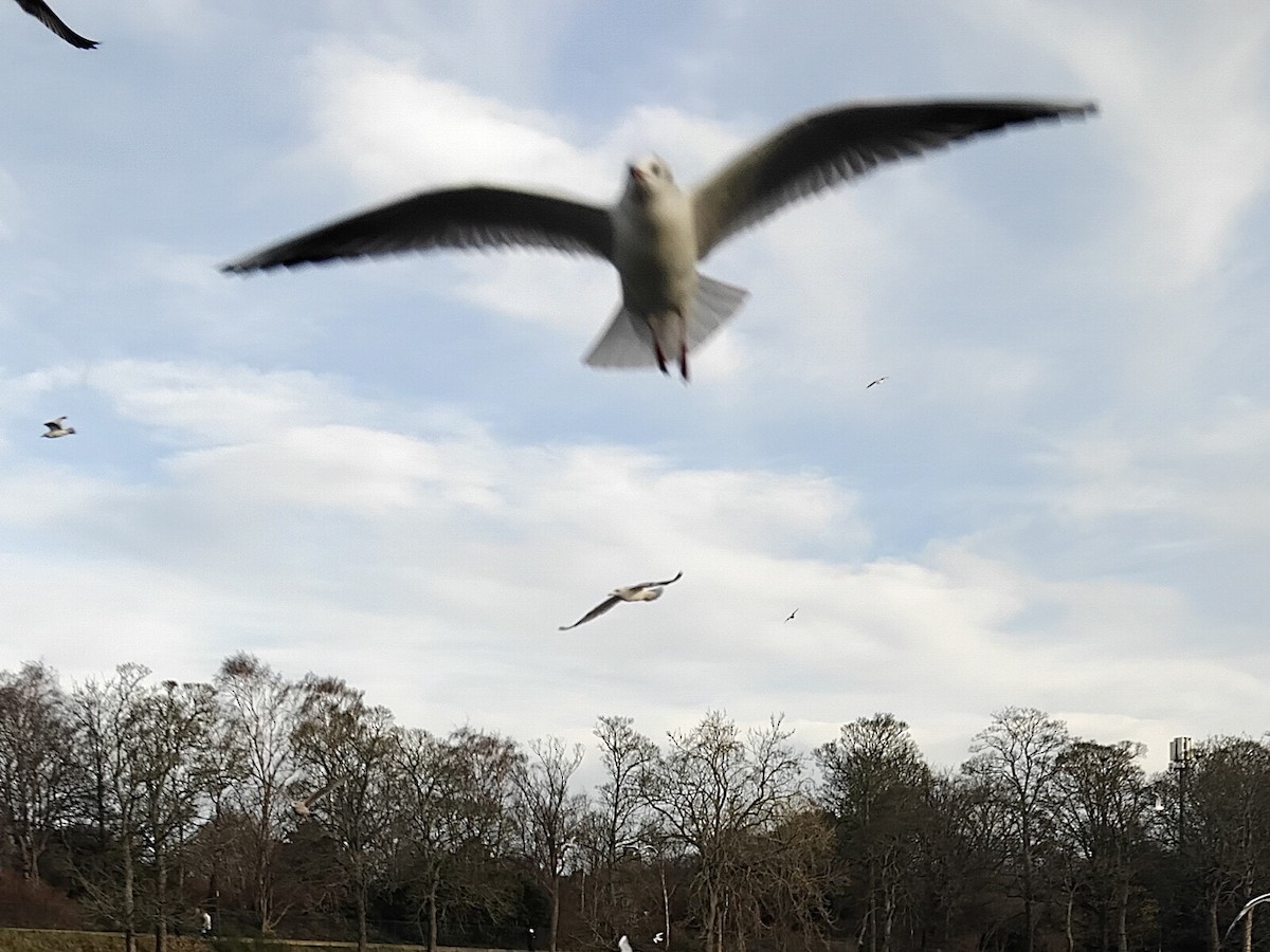 Озёрная чайка - ML646743044