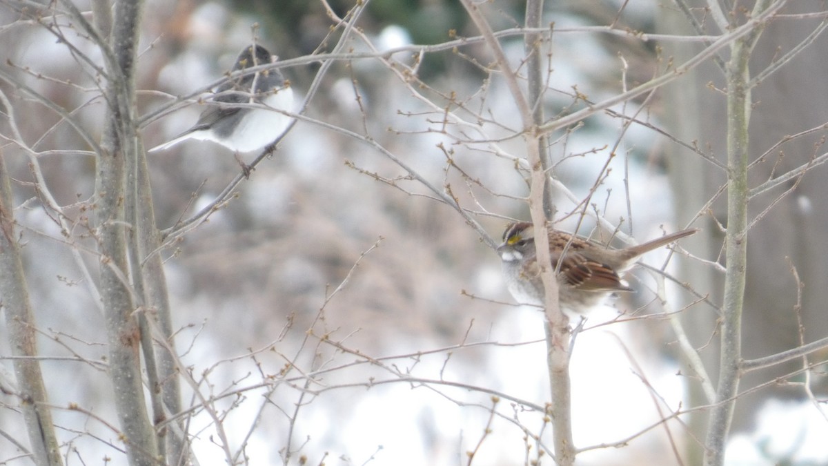 White-throated Sparrow - ML646743045