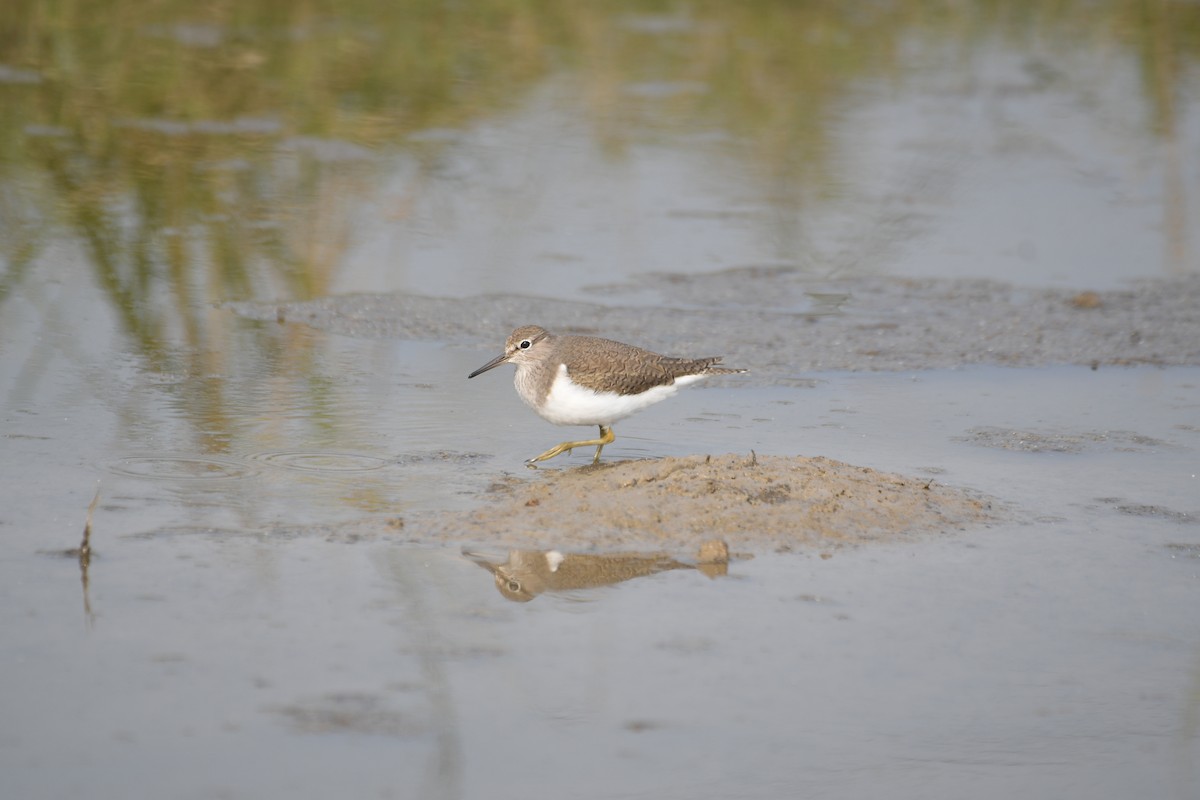 イソシギ - ML646743046