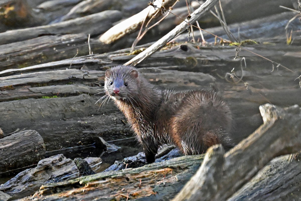 Visone americano - ML646743047