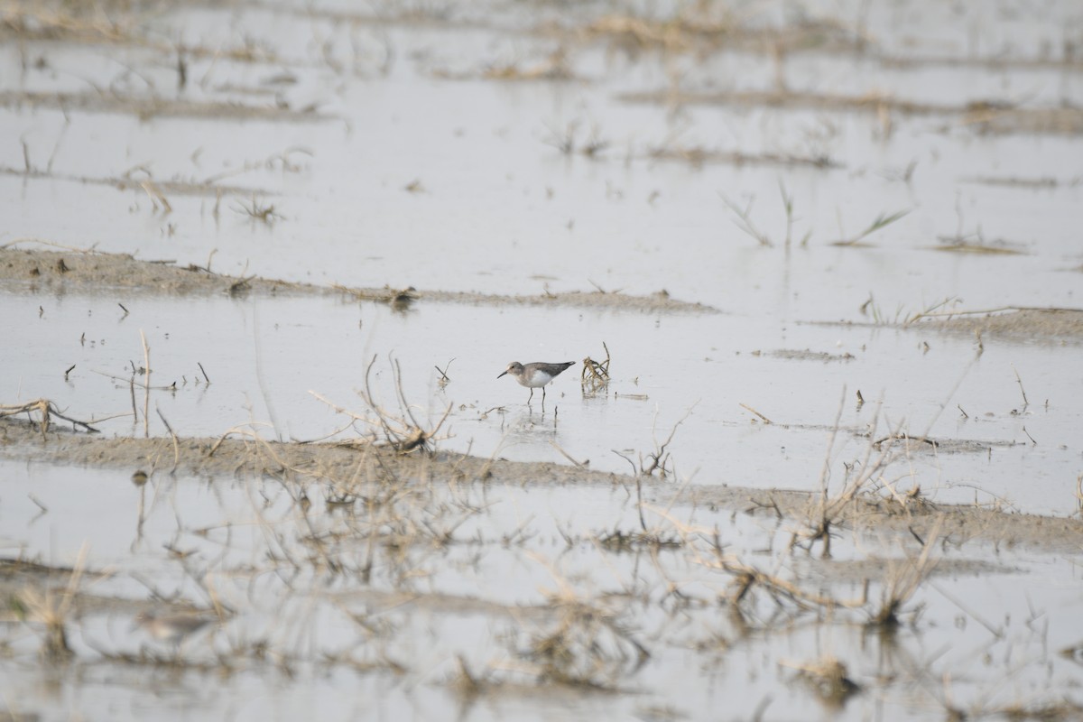 オジロトウネン - ML646743048