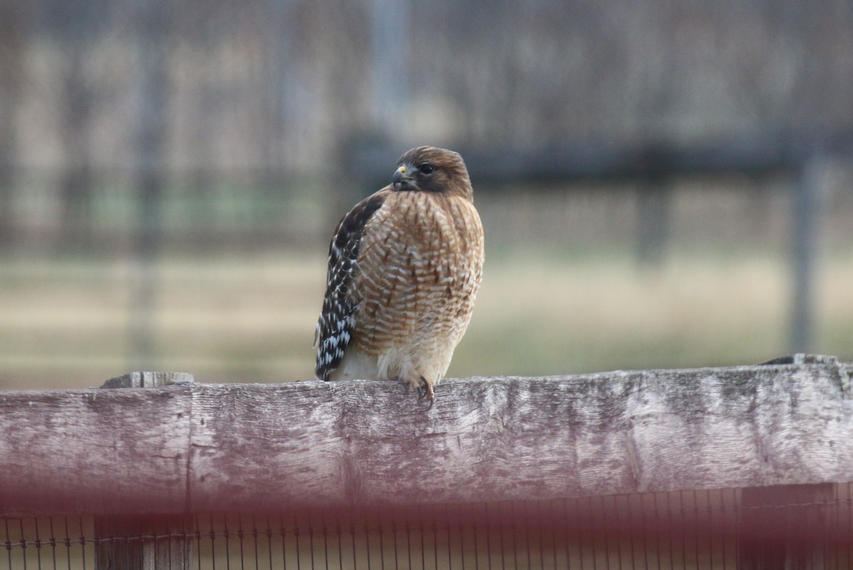 Buse à épaulettes - ML646743049