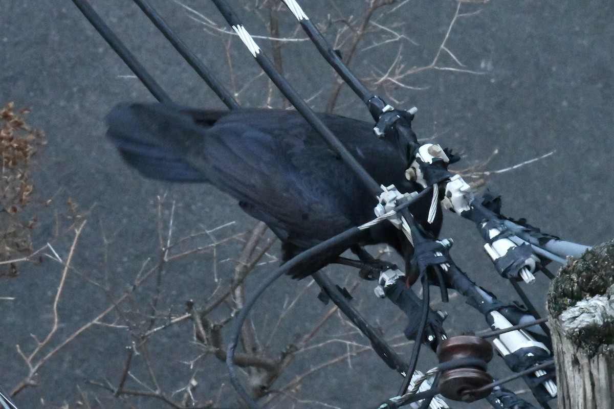 עורב שחור - ML646743050