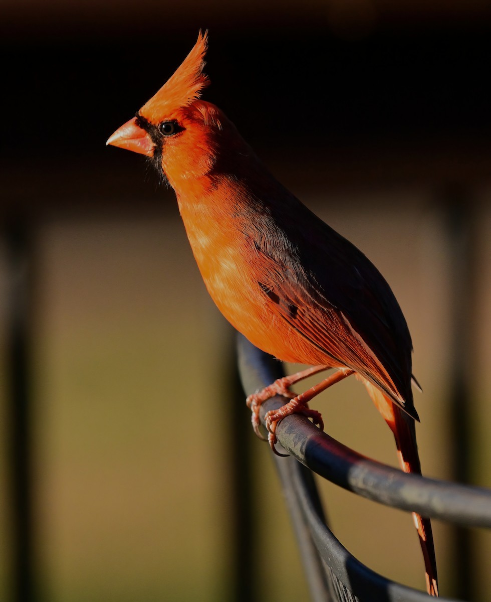 Кардинал червоний - ML646743051