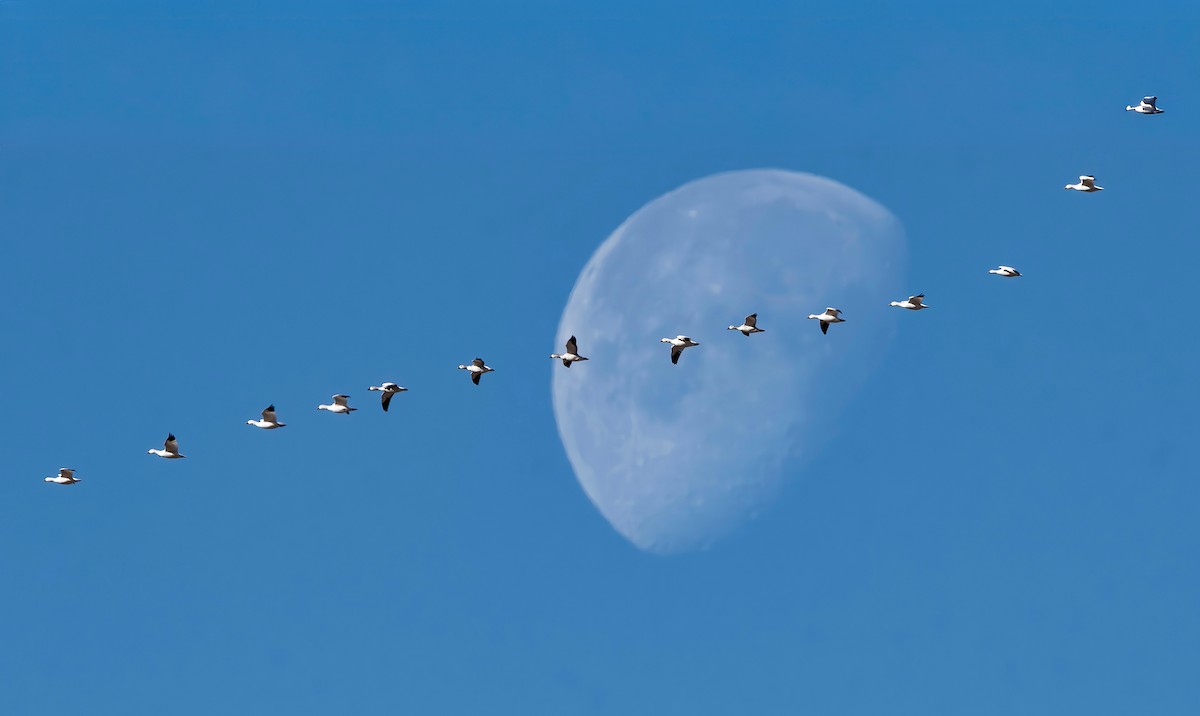 Snow Goose - ML646743053