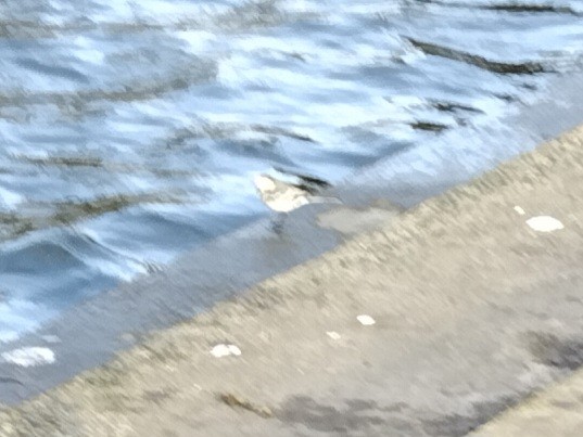 Белая трясогузка - ML646743057