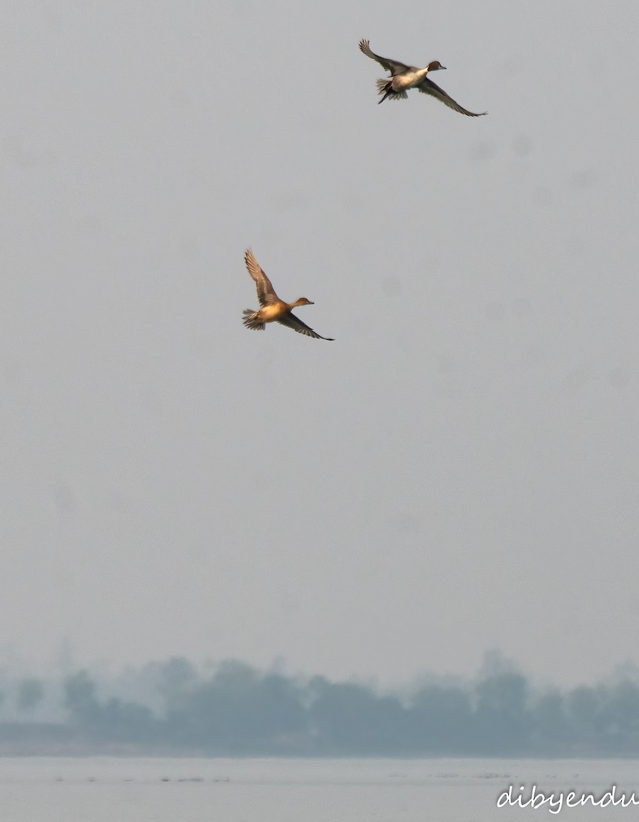 Canard pilet - ML646743060