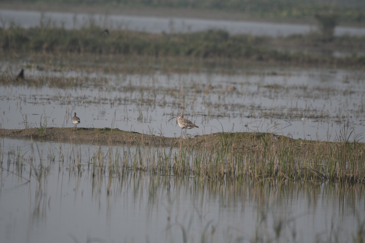 ダイシャクシギ - ML646743061